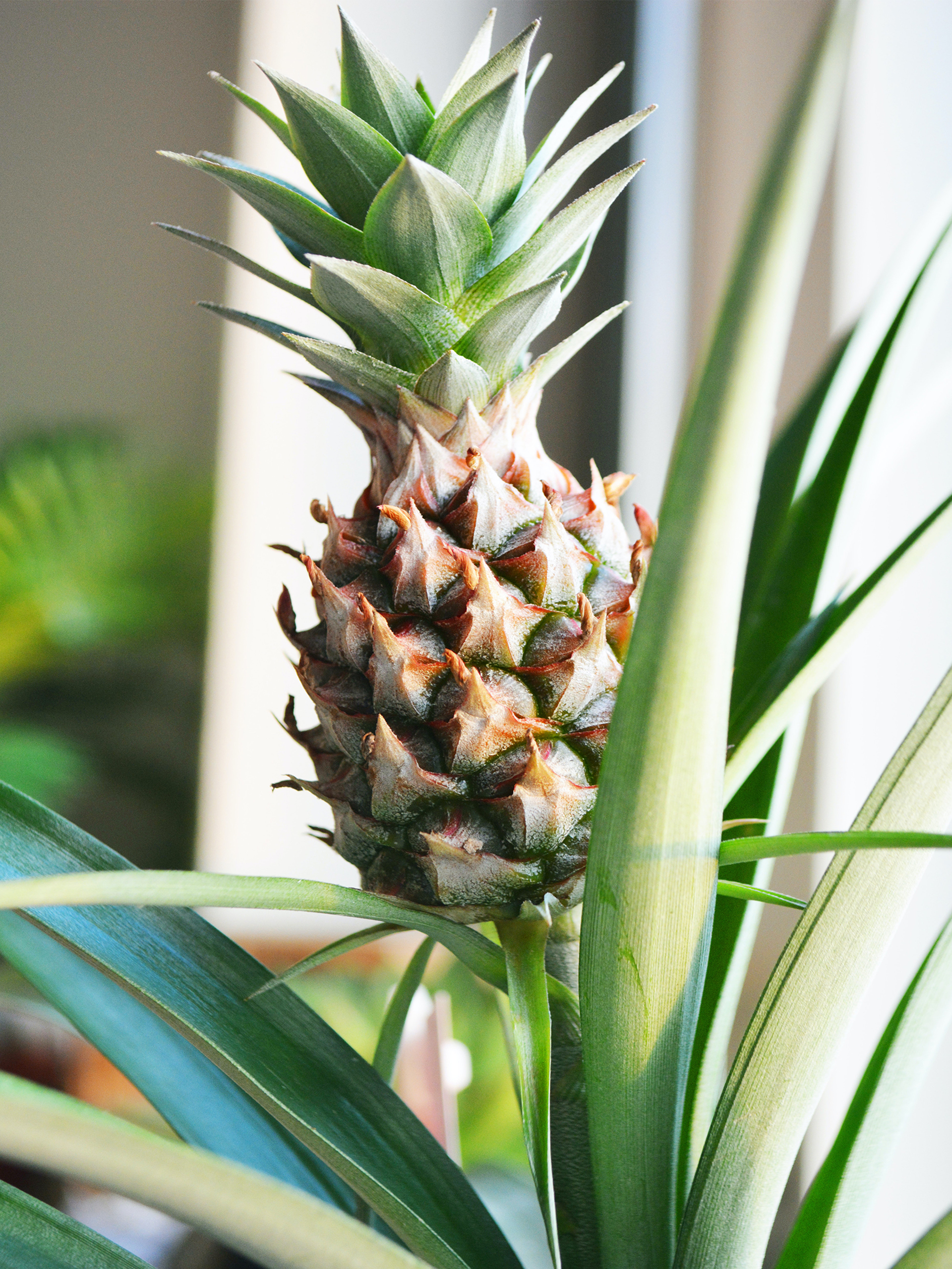 Eat More Pineapples to Enjoy These Benefits