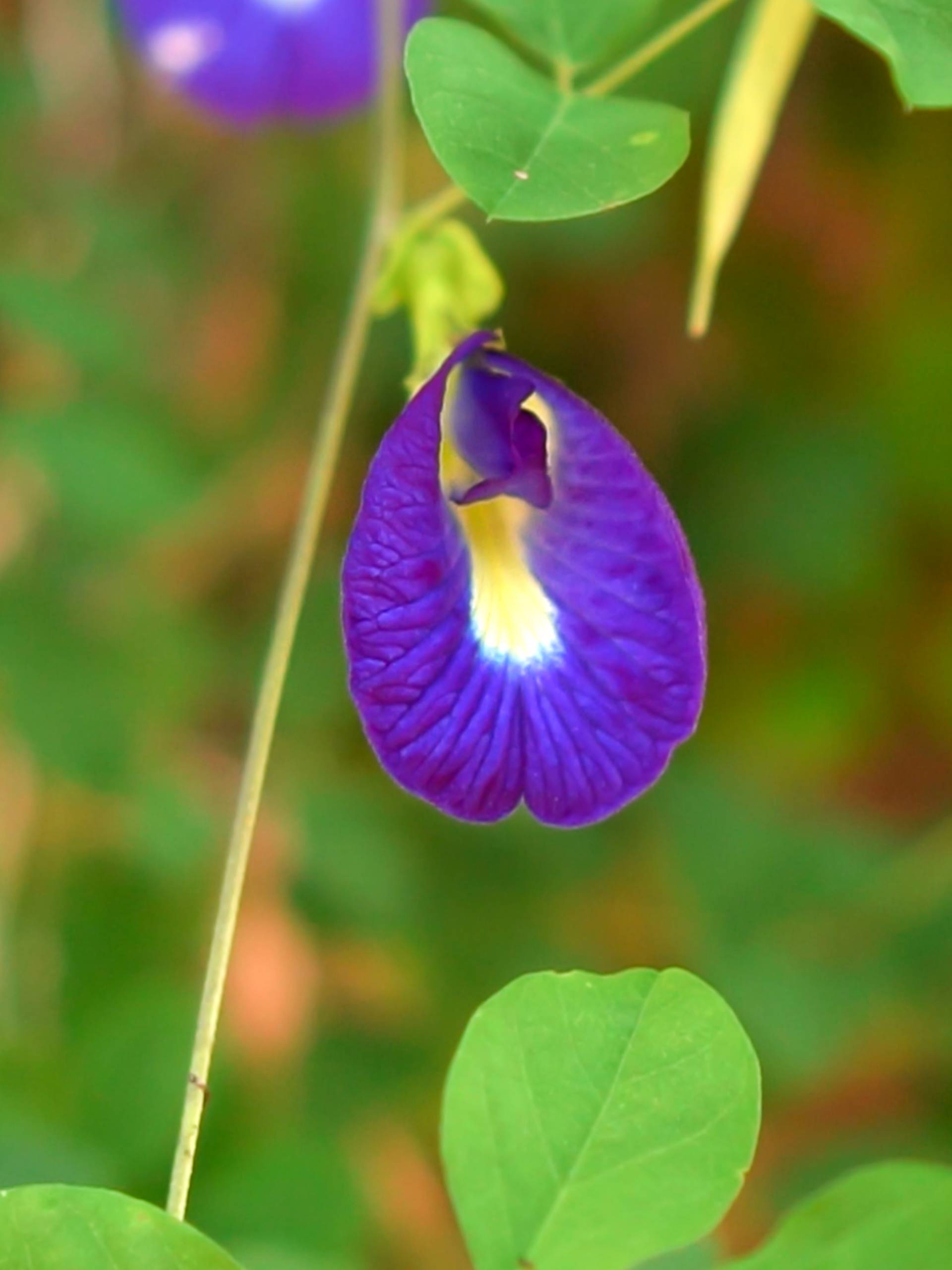 How to Use Butterfly Pea Flowers in the Kitchen