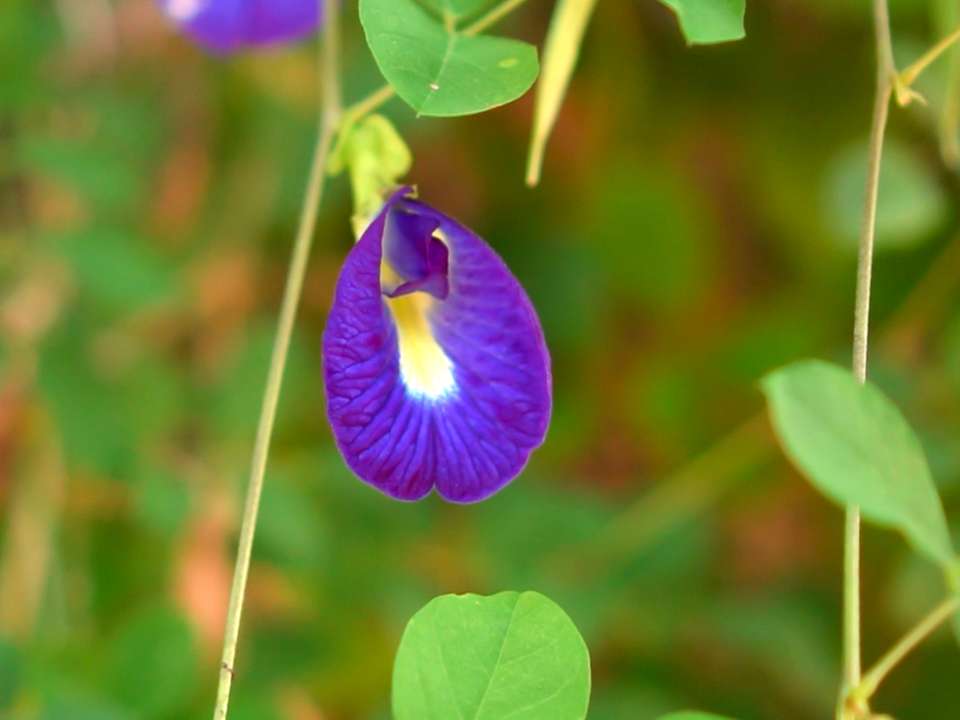 How to Use Butterfly Pea Flowers in the Kitchen Foodaciously
