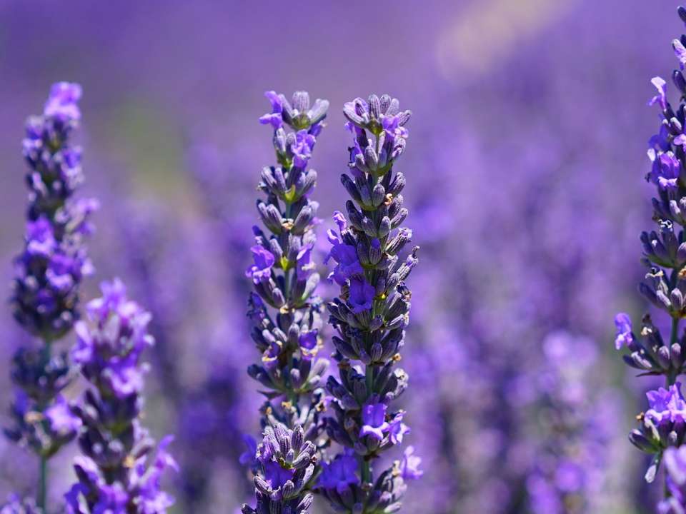 Culinary Lavender Benefits & How To Use It Foodaciously